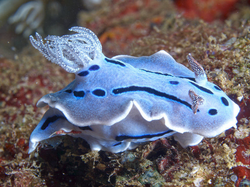 Nudibranch, Escarceo
